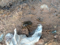 Nepomorpha