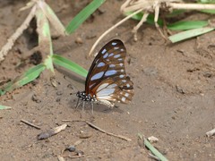 Graphium leonidas
