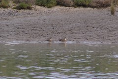 Lophonetta specularioides