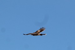 Parabuteo unicinctus