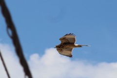 Parabuteo unicinctus