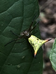 Micrathena crassispina