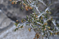 Purshia ericifolia