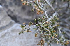 Purshia ericifolia