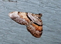 Xanthorhoe labradorensis