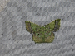 Neagathia corruptata
