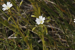 Cerastium arabidis