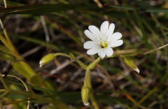 Cerastium arabidis