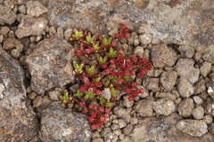 Crassula peploides
