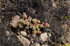 Psammotropha mucronata