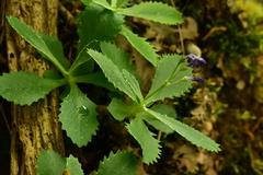 Primula marginata