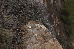 Eumorphia prostrata