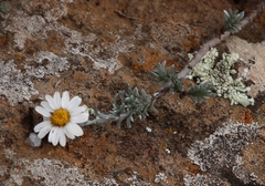 Eumorphia prostrata