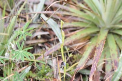 Sisyrinchieae
