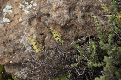 Image of Lesotho Hair Orchid (Holothrix incurva) by (c) Tony Rebelo, some rights reserved (CC BY-SA)