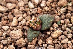 Massonia wittebergensis