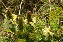 Pedicularis comosa