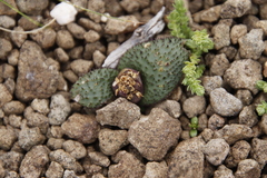 Massonia wittebergensis