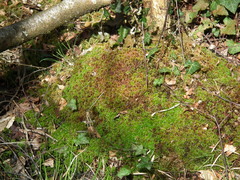 Sphagnum subnitens