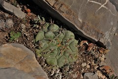 Thelocactus hexaedrophorus