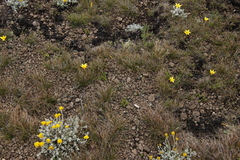 Romulea macowanii