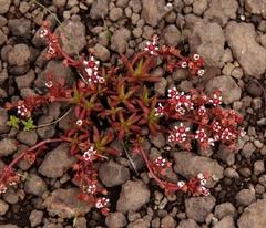 Crassula peploides