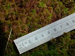 Sphagnum subnitens