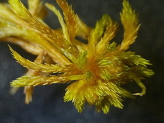 Sphagnum subnitens
