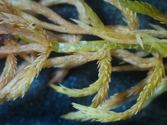 Sphagnum subnitens
