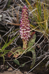 Disa fragrans