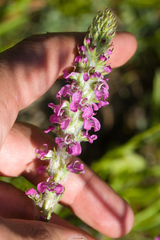 Pedicularis attollens