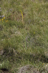 Kniphofia parviflora