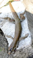 Ameiva bifrontata