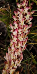 Disa fragrans