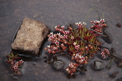 Crassula peploides