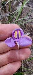 Utricularia reniformis