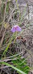 Utricularia reniformis