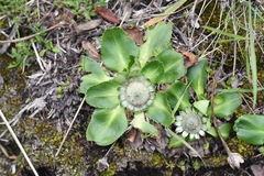 Eryngium humile