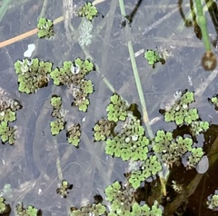 Azolla microphylla