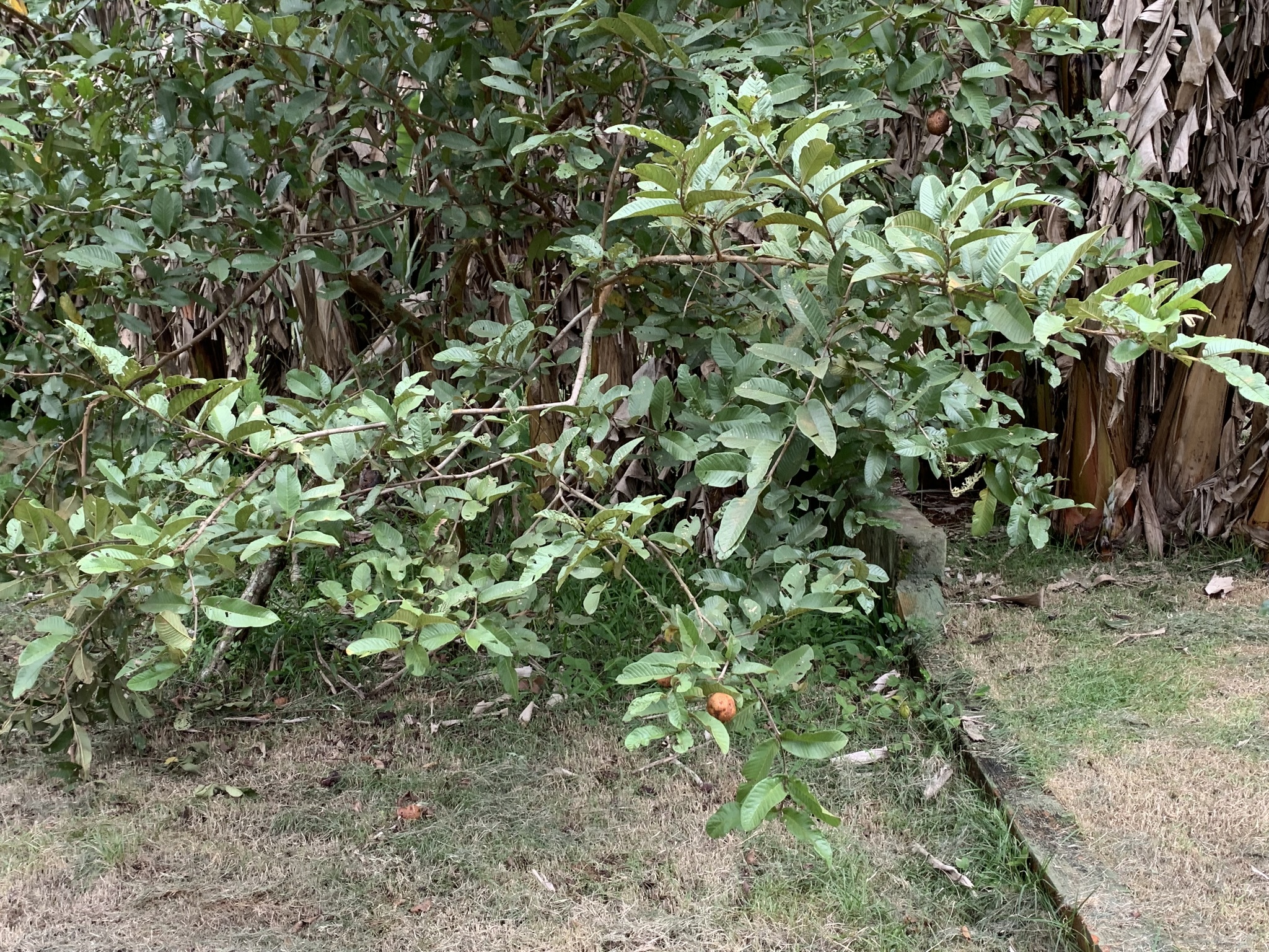 Psidium guajava