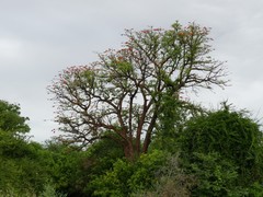Erythrina livingstoniana