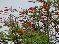 Erythrina livingstoniana
