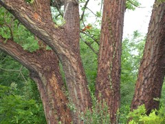 Erythrina livingstoniana