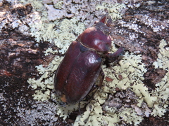 Sphaenognathus bellicosus