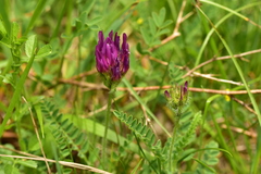 Astragalus hypoglottis