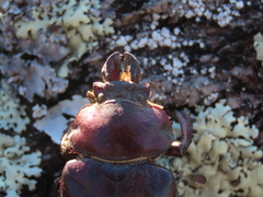 Sphaenognathus bellicosus