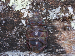 Sphaenognathus bellicosus