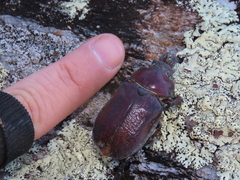 Sphaenognathus bellicosus