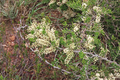 Asparagus crassicladus