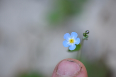 Mimophytum alienoides